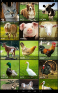 Farm Animals screenshot 2