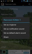 Raccoon Calls HD screenshot 0