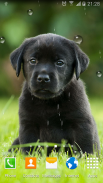 Cute Puppies Live Wallpaper screenshot 5