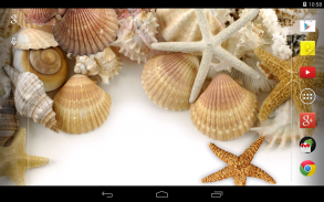 Sea shells Live Wallpaper screenshot 0