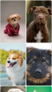 Puppy Wallpapers screenshot 4