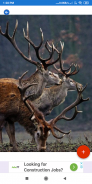 Deer Wallpapers: HD Images,Free Pics download screenshot 7
