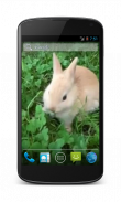 Bunny Free Video Wallpaper screenshot 0