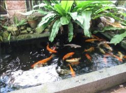 Fish Pond screenshot 3