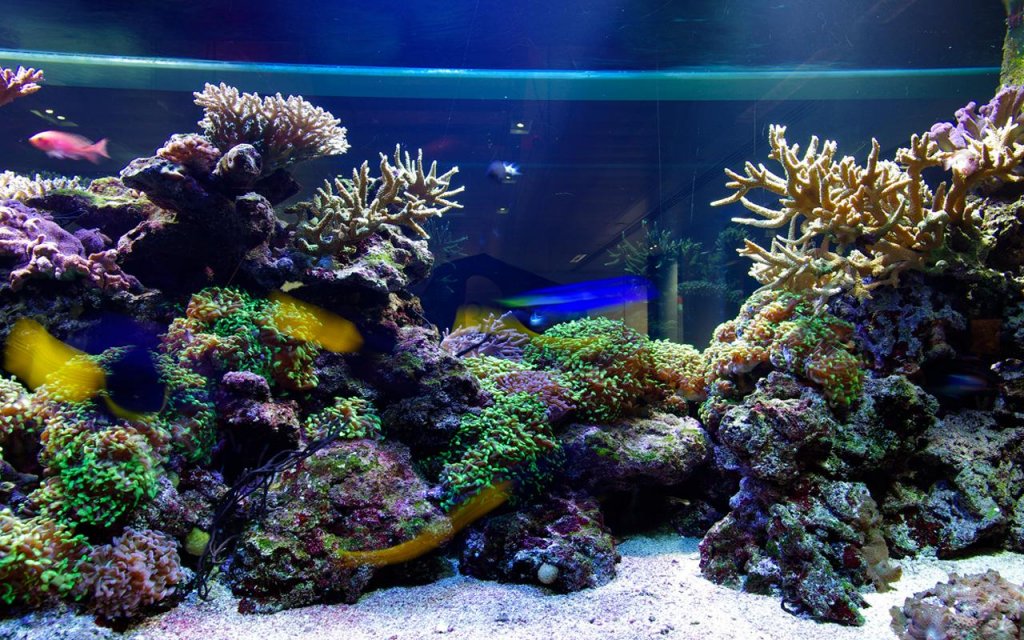 Live Aquarium Wallpaper Fish Tank