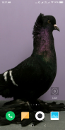 Pigeon Wallpaper screenshot 14