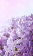 Lilac Flowers Live Wallpaper screenshot 0