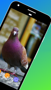 Pigeon Wallpaper screenshot 7