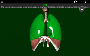 Internal Organs in 3D (Anatomy) screenshot 4