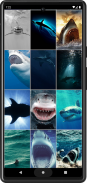 Shark HD Wallpapers screenshot 0