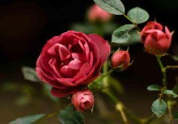 Flowers Wallpaper screenshot 12