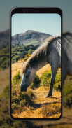 Horse Wallpapers screenshot 3