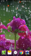 Rose Raindrop Live Wallpaper screenshot 3