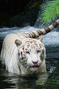 White Tiger Live Wallpaper screenshot 0