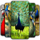 Peacock Wallpapers 🦚