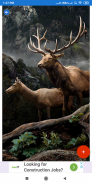 Deer Wallpapers: HD Images,Free Pics download screenshot 0