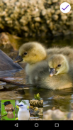 4K Garden Birds Lock Screen Wallpaper screenshot 8