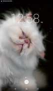 Cats Shake Live Wallpaper screenshot 3