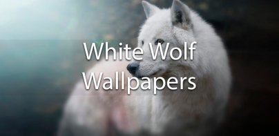 White (Polar) Wolf Wallpapers