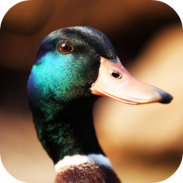 Duck Sounds screenshot 1