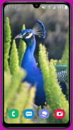 Peacock Wallpaper HD screenshot 2