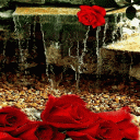 Rose Waterfall Live Wallpaper Icon