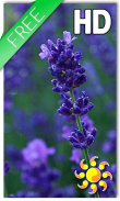 Lavender Flowers LWP screenshot 0