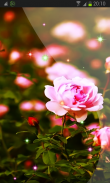 Flower Roses Wallpaper screenshot 2