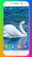 Swan Wallpaper HD screenshot 7