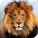 Lion HD Live Wallpaper