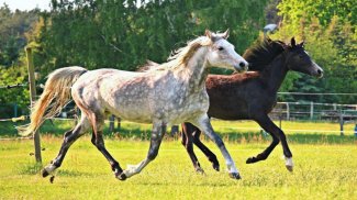 Beautiful Horses Puzzle screenshot 1