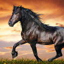 Horses Live Wallpaper HD