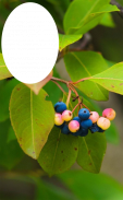 Berries Photo Frames HD - Red, Blue, Black Berries screenshot 1