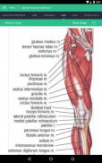 Muscle Anatomy Reference Guide screenshot 2