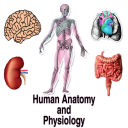 Human Anatomy and Physiology