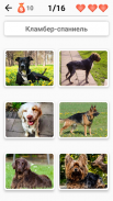 Породы собак – Фото-тест screenshot 7