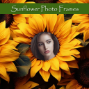 Sunflower photo frames