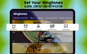 Animals Ringtones & Wallpapers screenshot 2