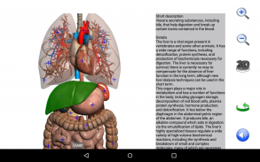 Visual Anatomy Lite screenshot 2