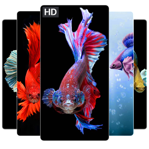 60,138 Betta Fish White Background Images, Stock Photos & Vectors |  Shutterstock