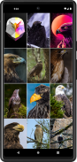Eagle Wallpapers | HD quality screenshot 2