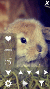 Cute Animals Live Wallpaper screenshot 3