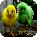 Chicks Wallpapers Icon