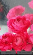 Rainy Pink Roses LWP screenshot 1