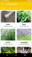 Plants Of Greece screenshot 4