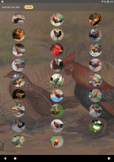 Bunyi ayam jantan dan Ringtone screenshot 4