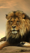 ライオンの壁紙 screenshot 4