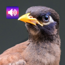 Thai Bird: Sounds & Ringtones Icon