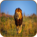 Lion HD Wallpaper Icon