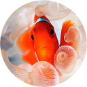 Clownfish Live Wallpaper Icon